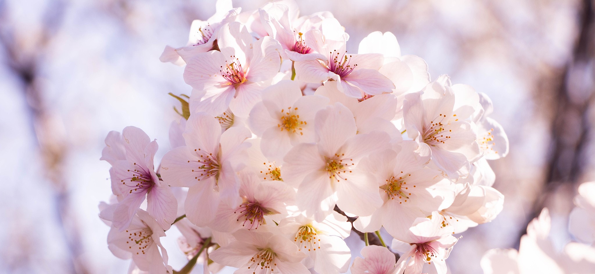 sakura3